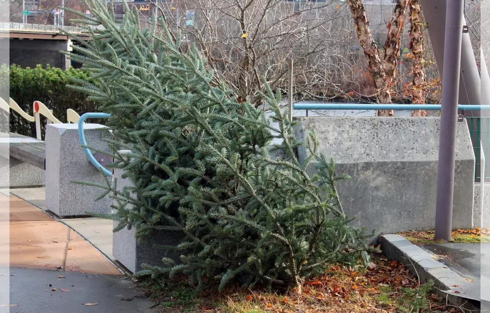 In Pure 2020 Fashion, Auburn’s Christmas Tree Broke