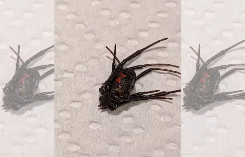 Maine Woman Allegedly Finds Live Black Widow in Her Grapes