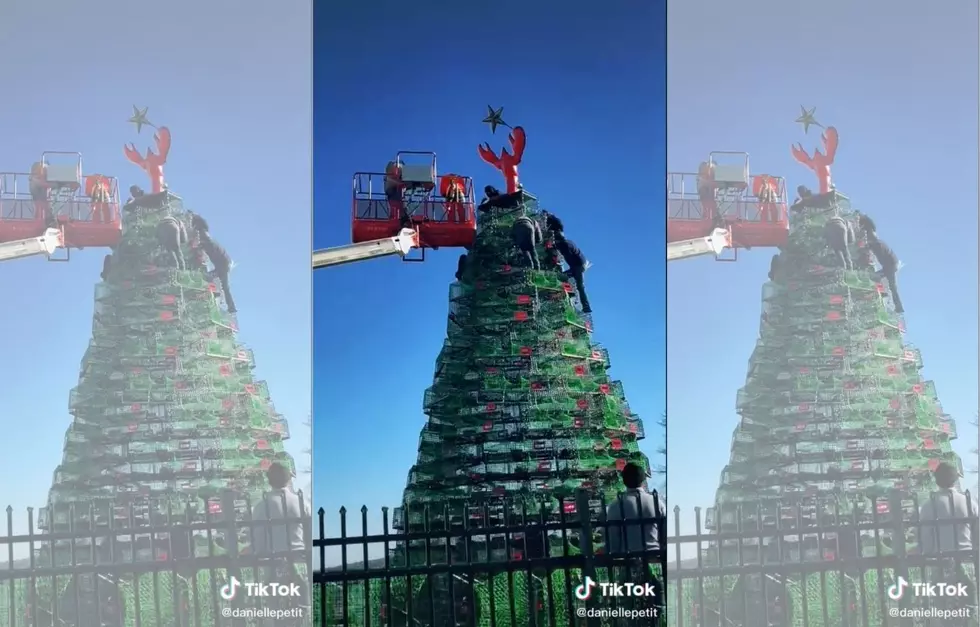 Watch Maine's Iconic Lobster Trap Tree Rise for 2020