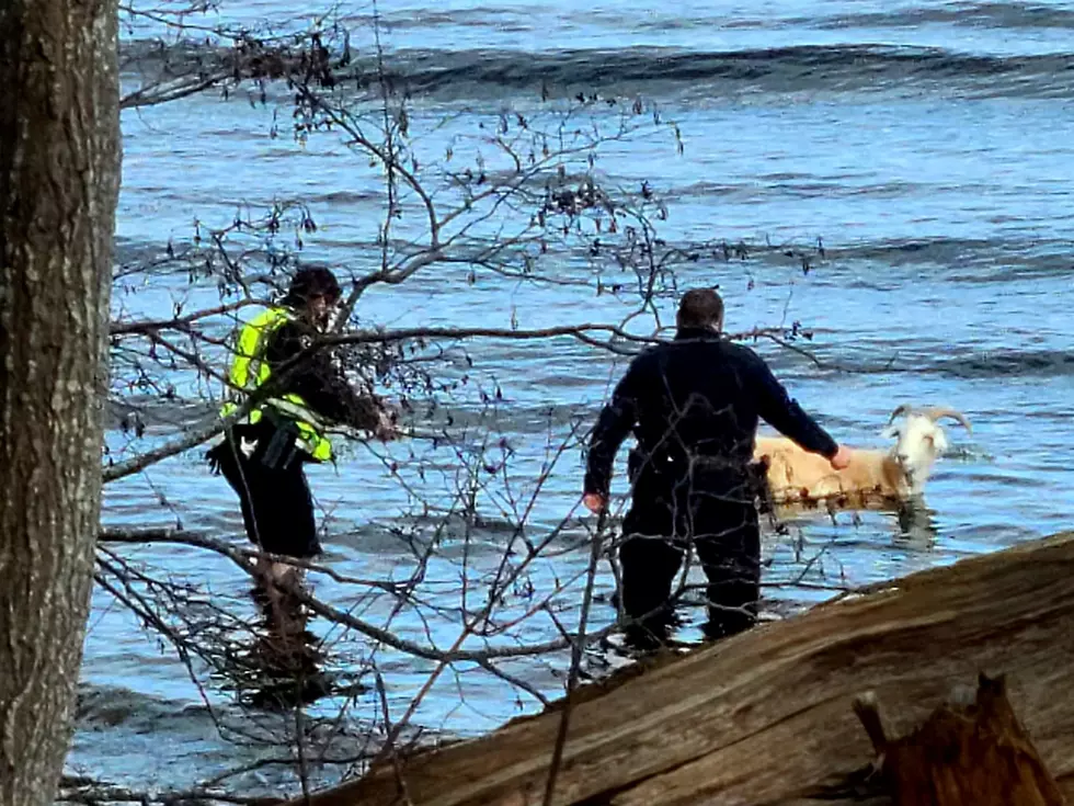 Escaped Goat Leads Belfast Police on a Wild Chase, Jumps in the Ocean