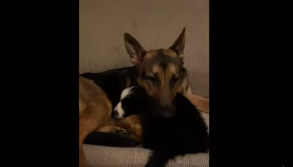 WATCH: Lonely Dog in Portland Bonds With New Pup Immediately