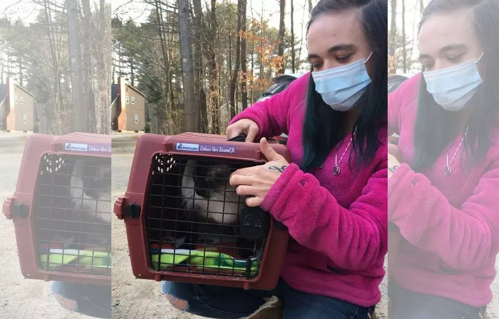 Incredible Happy Ending for a Senior Shelter Cat in Maine
