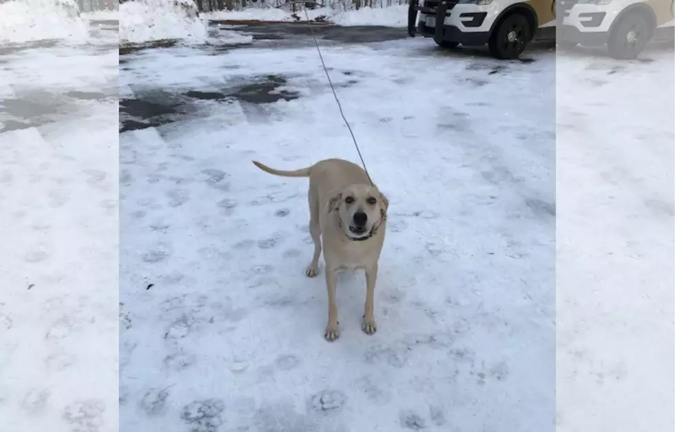 Maine's Very Own Lassie Helped Police Rescue Owner