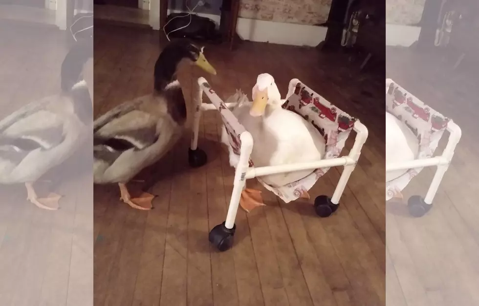Maine Duck Gets His Very Own Homemade Wheelchair