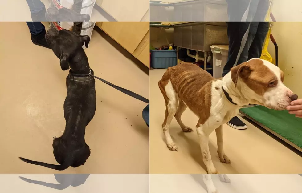 Maine Shelter Needs Donations to Care for Recently Surrendered Dogs That Are ‘Dangerously Emaciated’