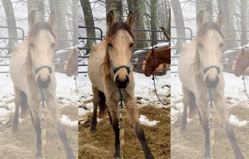 Keep Your Eyes Out For Runaway Horse in Southern Maine