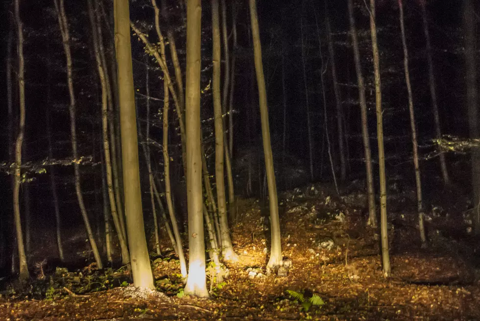 Maine Trail Cam Captures Mysterious Creature: What is It?