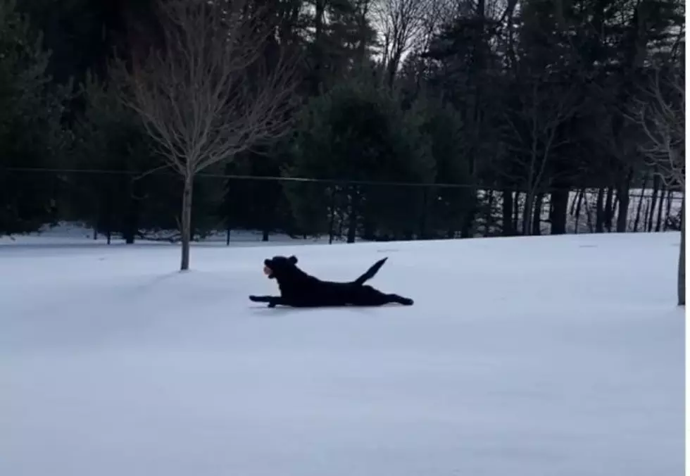This Slippin’ Slidin’ Maine Dog Reminds Us Winter Can Be Awesome