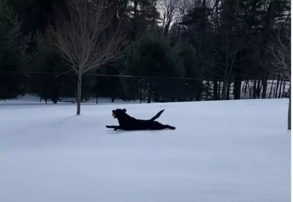 This Slippin’ Slidin’ Maine Dog Reminds Us Winter Can be Awesome