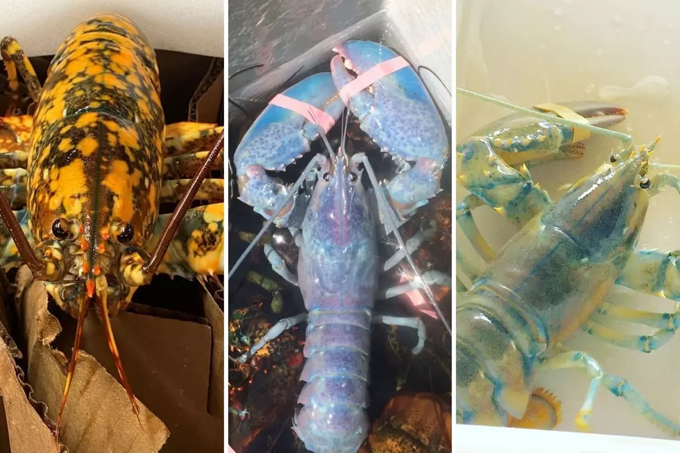 Look at These Super Rare, Crazy-Colored Lobsters Found in Maine, New England