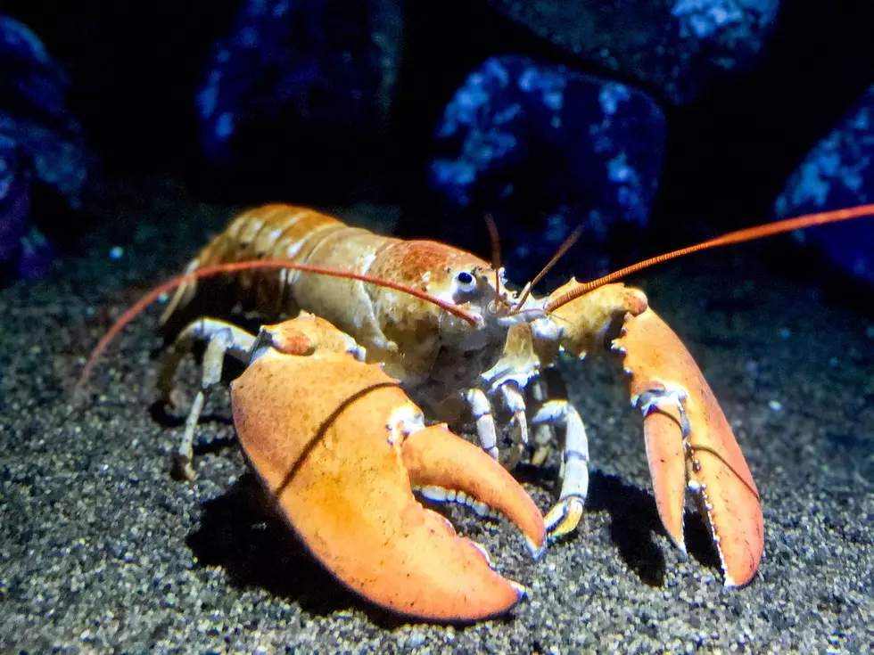 Rare Maine Calico Lobster Rescued From Virginia Red Lobster Menu