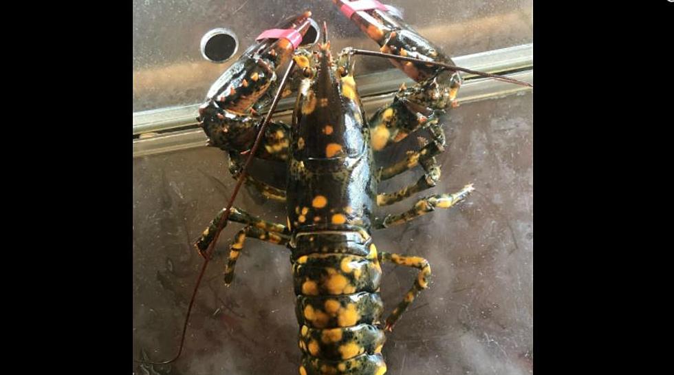 Very Rare Calico Lobster Caught Off Falmouth Town Landing