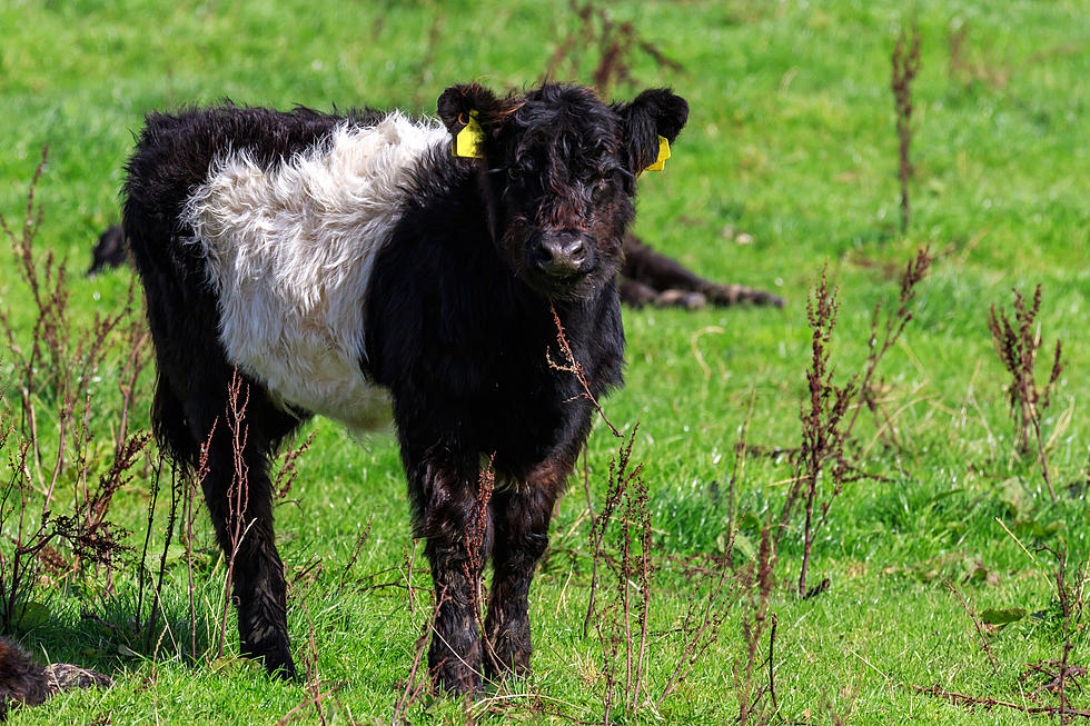 Coastal Maine Farm Has Fluffy Oreo Baby Cows That You Can Visit