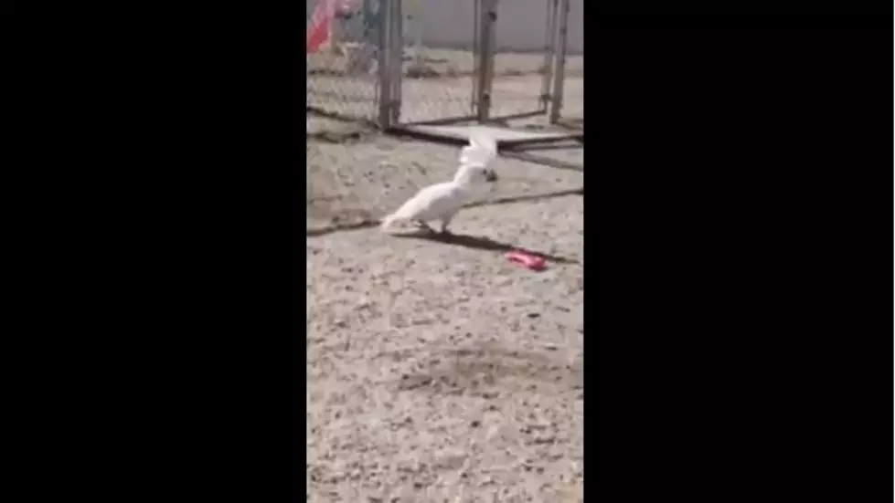 Barking Cockatoo in Gray Thinks She&#8217;s a Dog
