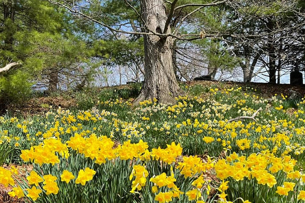 These Breathtaking Daffodils Are Part of a Historic Maine Cemetery