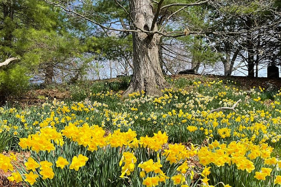 Breathtaking Daffodils Bloom at Laurel Hill Cemetery in Saco