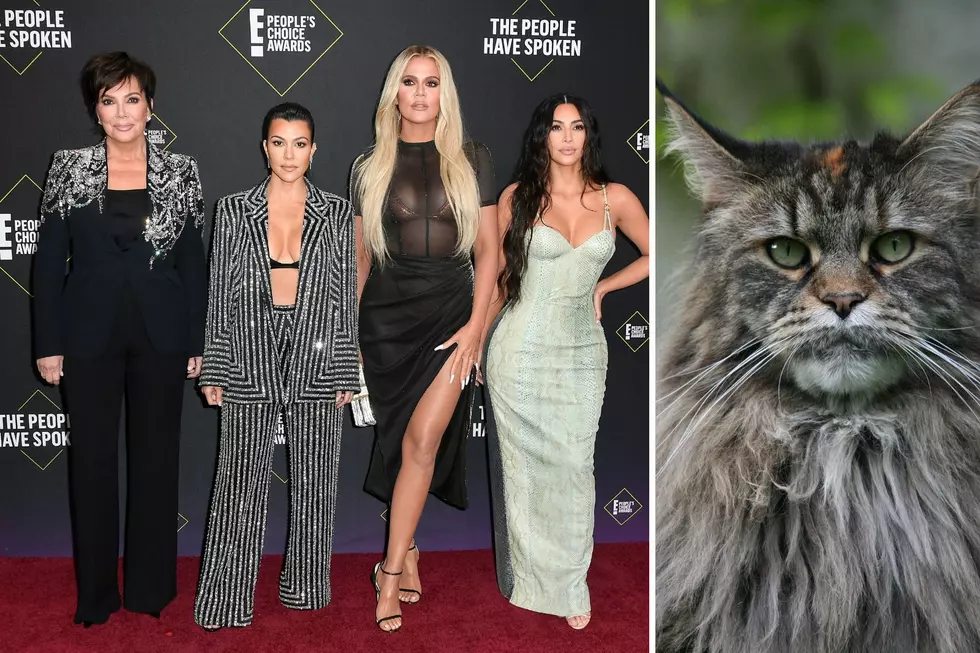 Is This Maine Coon Cat Related to the Kardashians?
