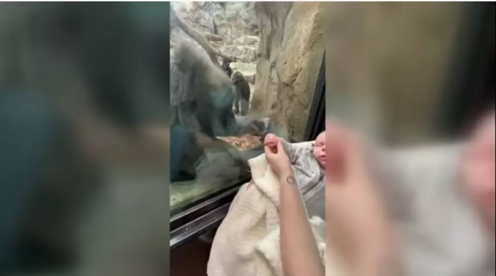 Sweet Video Shows Maine Mom Surprised By Bond With Gorilla Mom at Boston Zoo