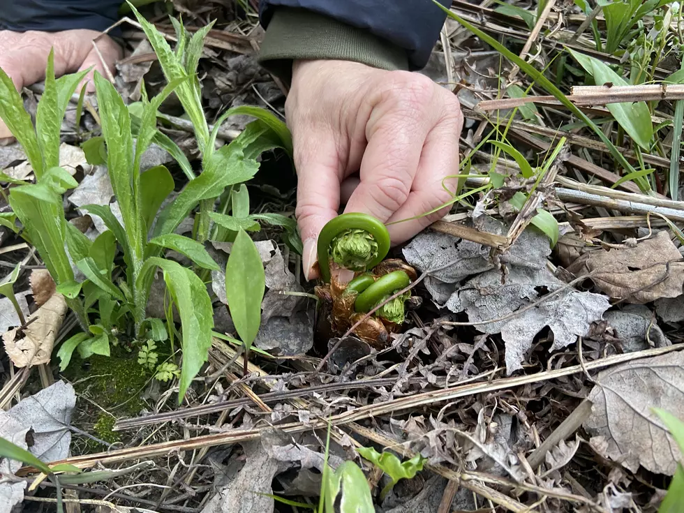 5 Tips for Successful Foraging of Maine Fiddleheads at Pineland Farms