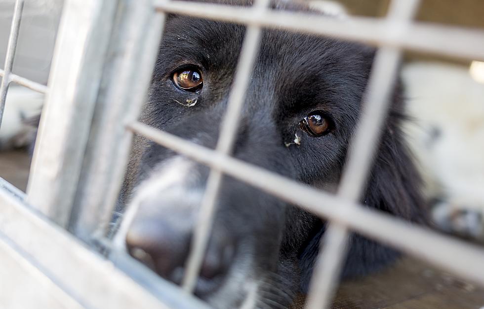 Maine Dog Fosters Urgently Needed Due to Influx of Surrenders