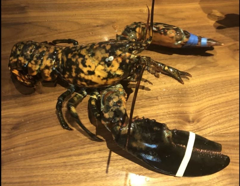 Red Lobster Staving Off Bankruptcy by Adding More Lobster to the Menu