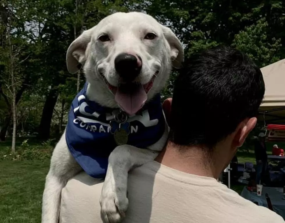 It's Back! Saco's Bark in the Park to Celebrate Your Dog Bud