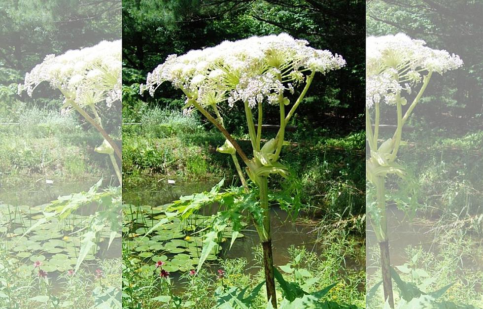 Beware of Giant Hogweed Plant in Maine That Could Result in Large Painful Blisters