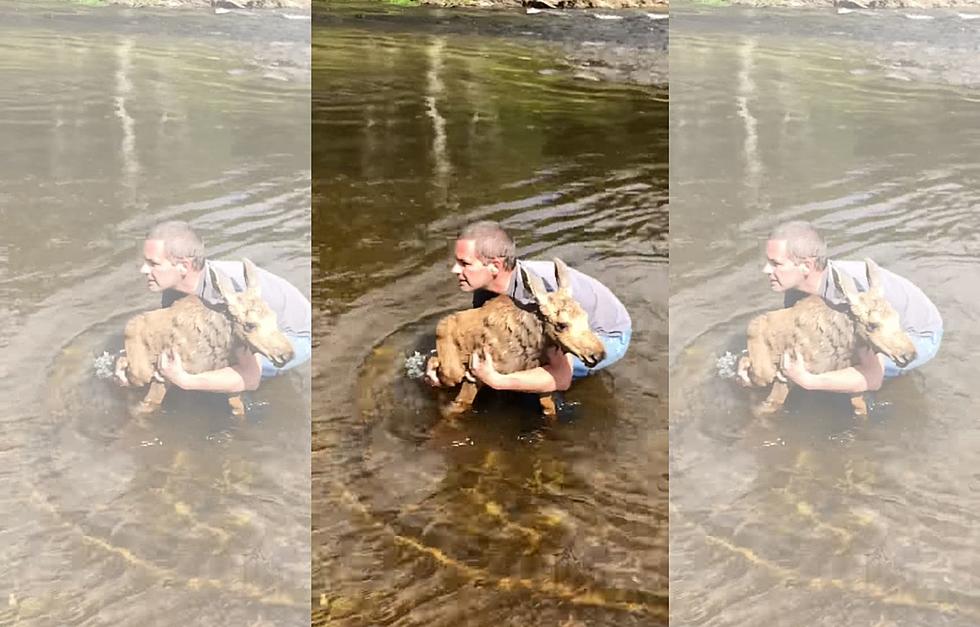 WATCH: Baby Moose Rescued From Drowning in Northern Maine