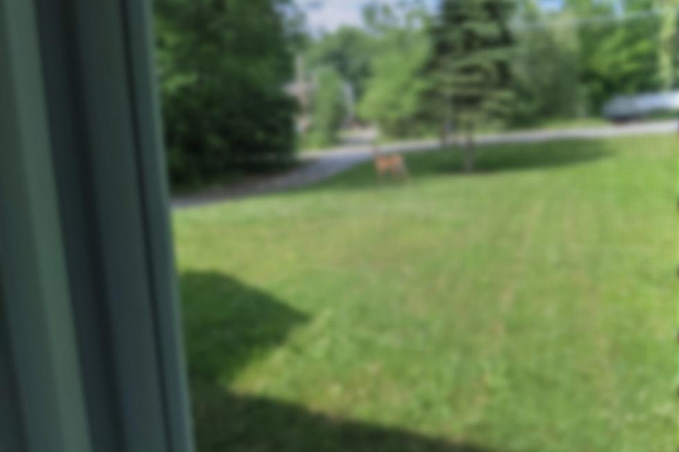 A Deer Walked Across My Front Lawn And I Got The Worst Pictures of It