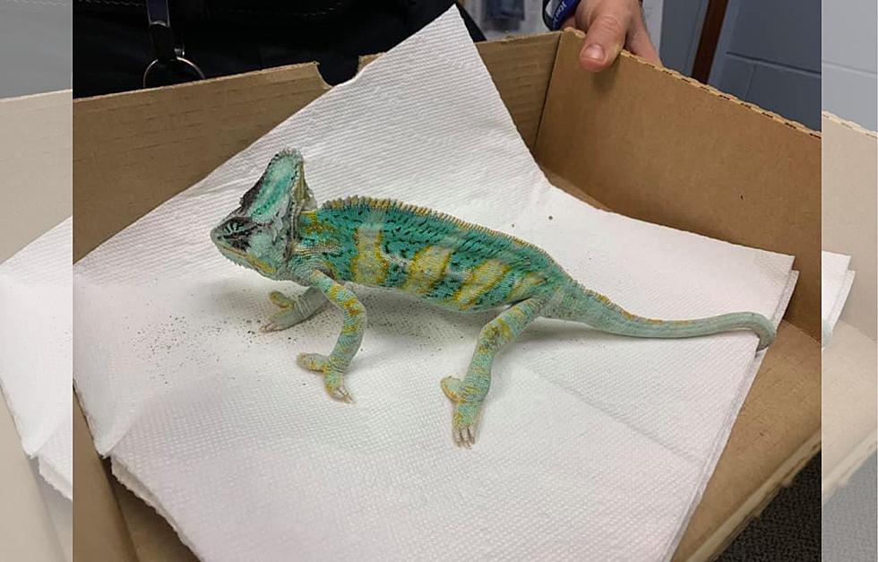 Pet Chameleon Found Wandering Popham Beach Alone