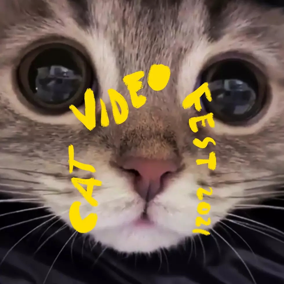 CatVideo Fest