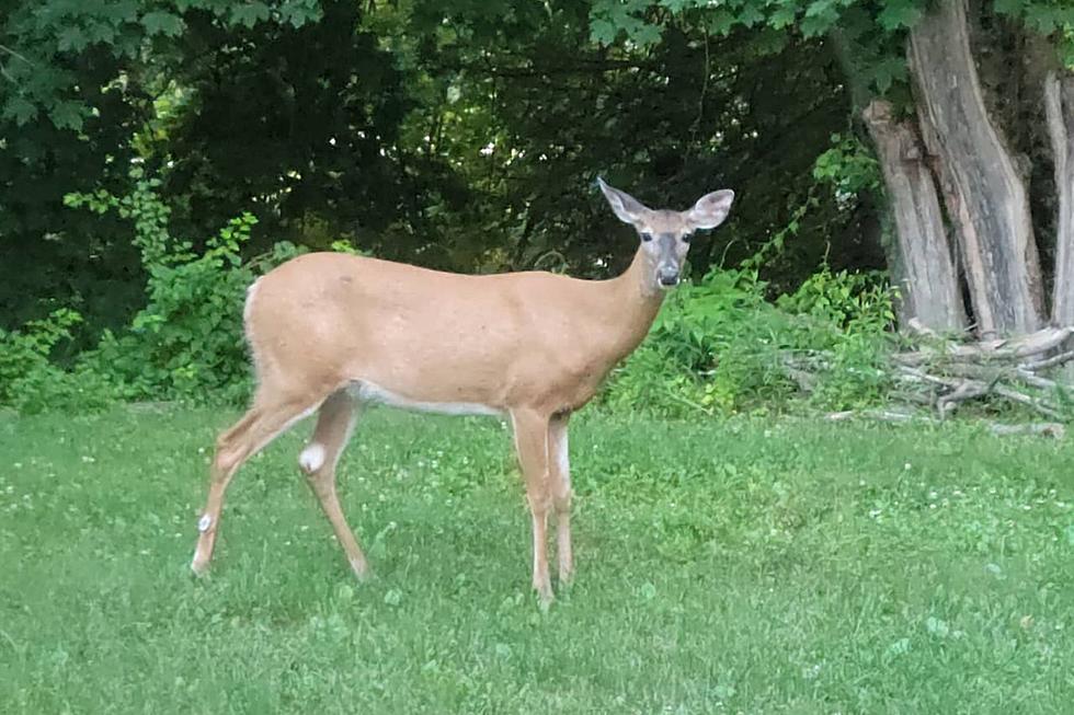 Maine Warden Service Says Three Deer Illegally Killed in Harmony