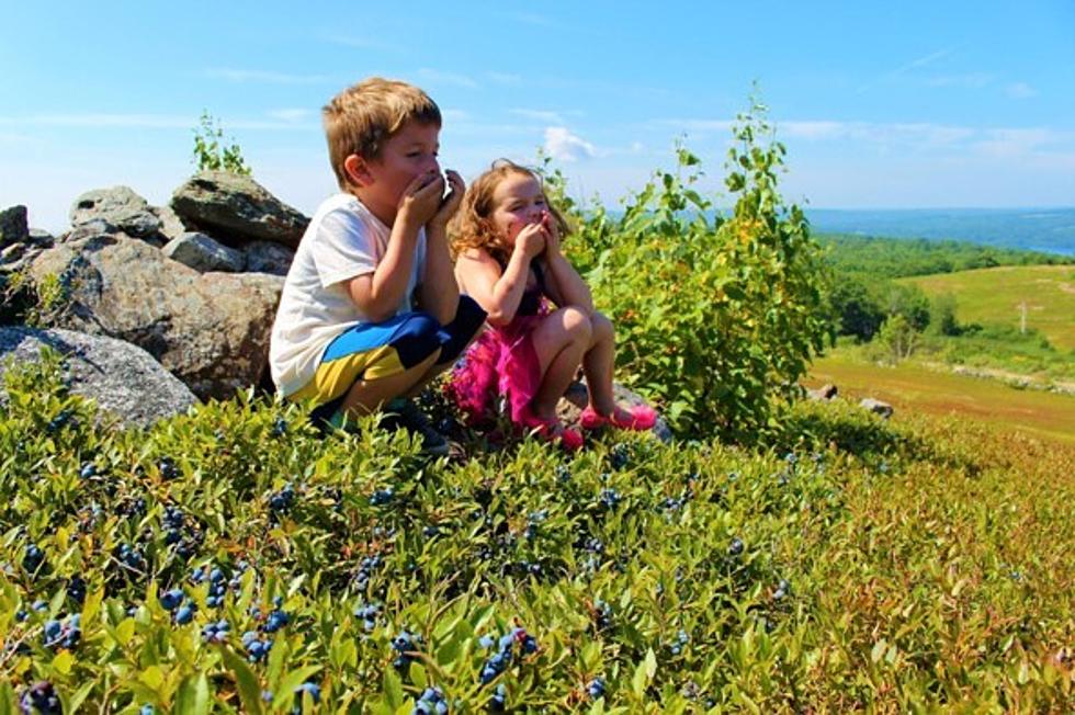 Maine's Wild Blueberry Weekend Was So Successful it's Coming Back