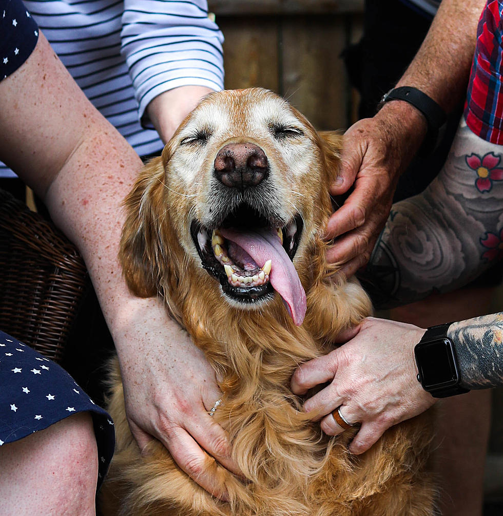 Free End of Pet Life Photography Offered By Caring Mainer