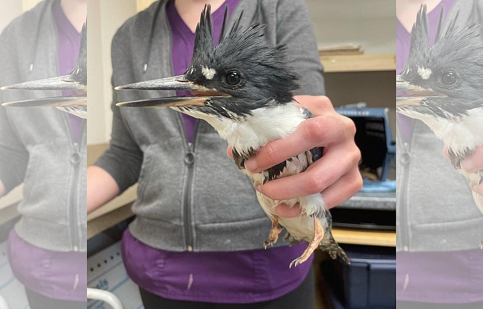 No This Big-Headed Maine Bird is Not Photoshopped