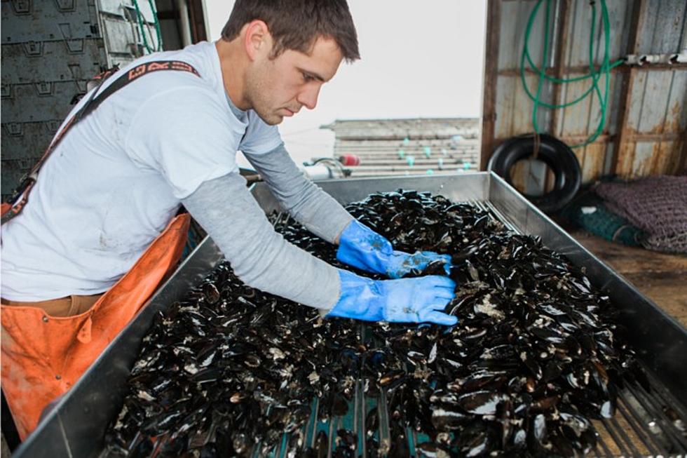 Portland&#8217;s Bangs Island Mussels Are the Most Unique in the World