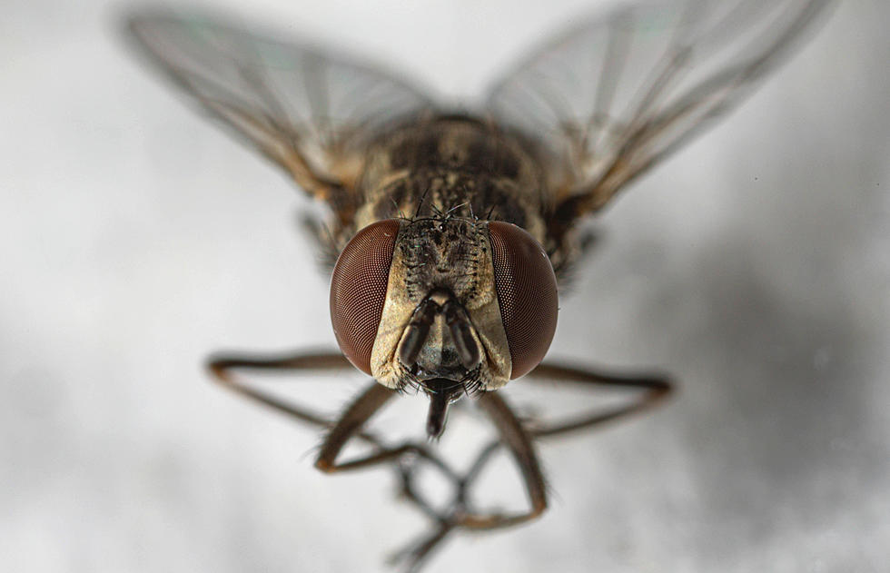 Popham Beach Warns of Flies With "Painful Bite" Recently Hatching