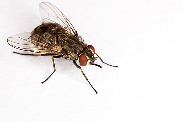 Greenhead flies: The bug that just won't die - The Boston Globe
