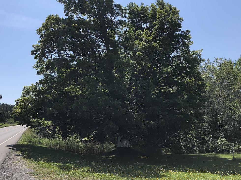 Have You Seen the Famous Shoe Tree in Hodgdon, Maine?