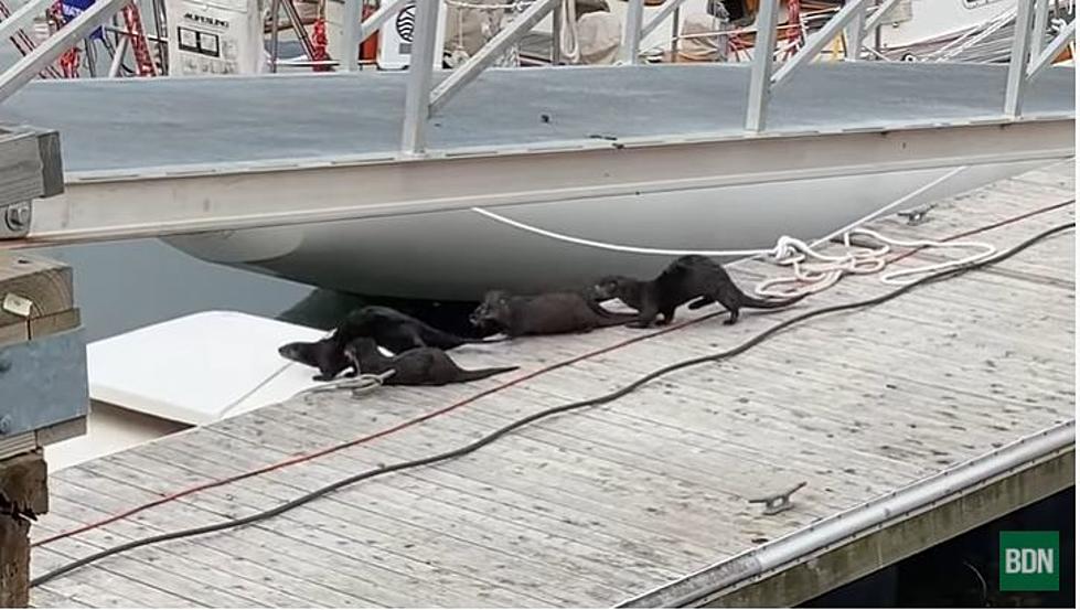 WATCH: Playful Pack of Otters Show Up at Brew Pub in Belfast Maine