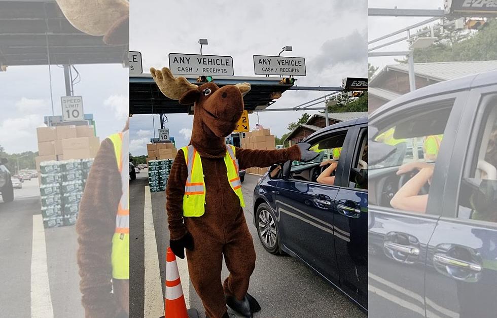 Moose Handing Out Whoopie Pies This Sunday at York Toll is The Most Maine Thing You&#8217;ll See This Weekend