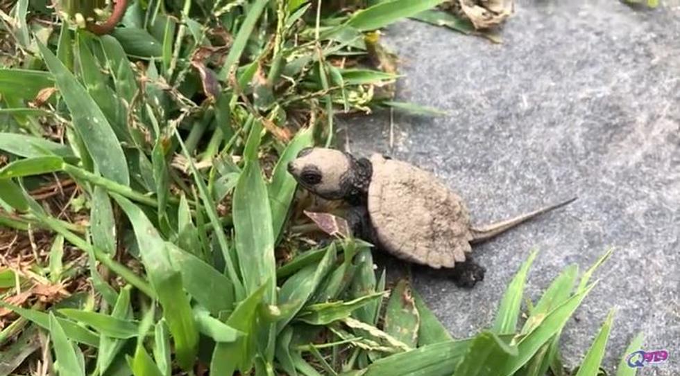 There Was a Baby Turtle At My House in Falmouth – Now What?