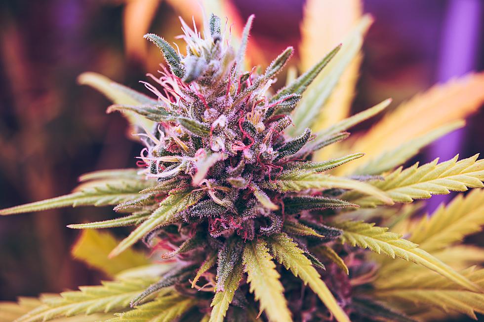 Maine Recreational Marijuana Sales Hit an All-Time ‘High’