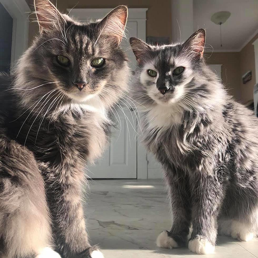 55 Pictures of Awesome Maine Coon Cats in Maine