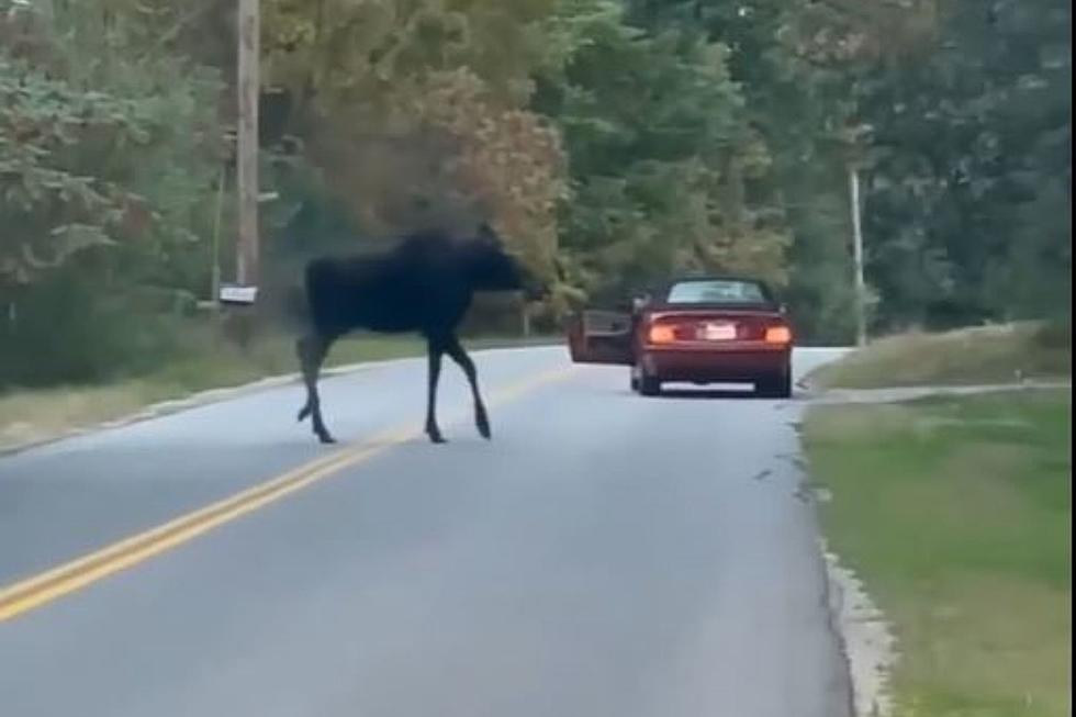 Watch Moose Casually Stroll Across the Road in Buxton, Maine