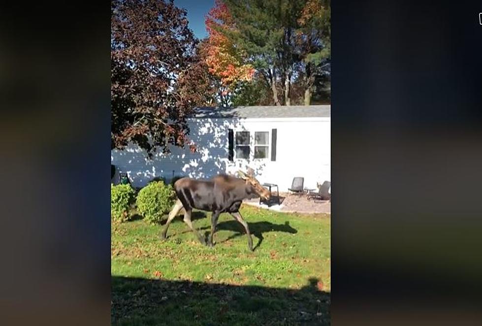 Big Moose Filmed Strolling Around a Westbrook Mobile Home Park