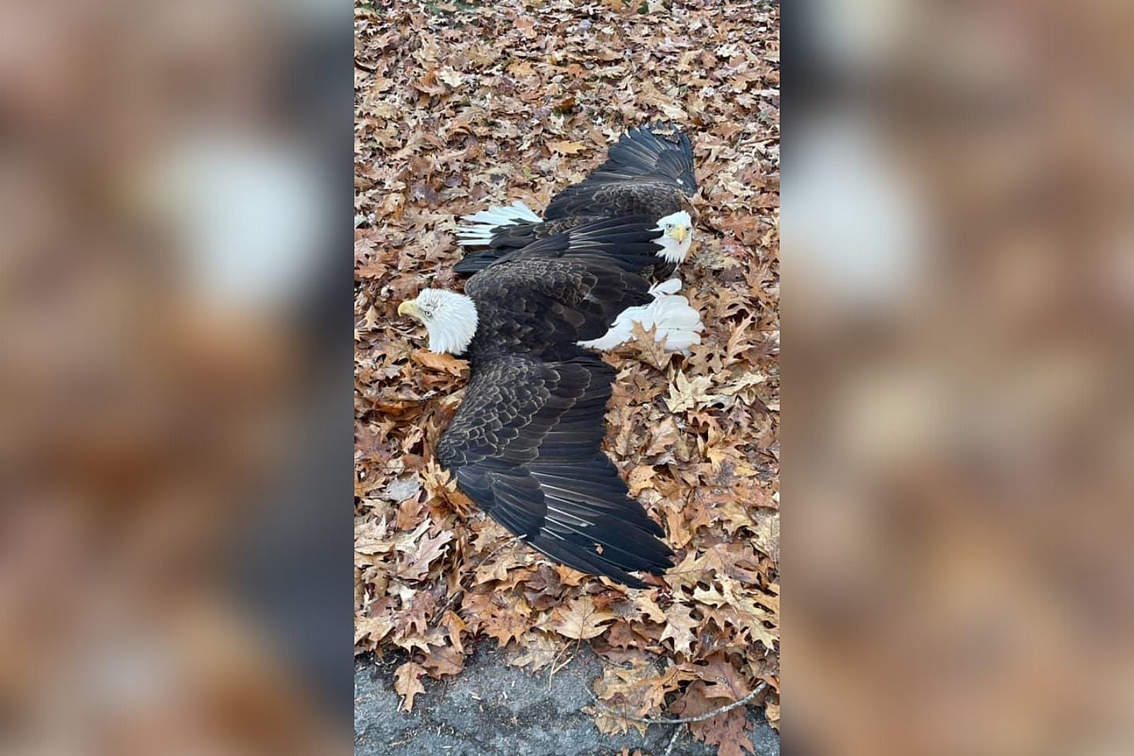 When a bald eagle needed fish to fly again, North Texans supplied