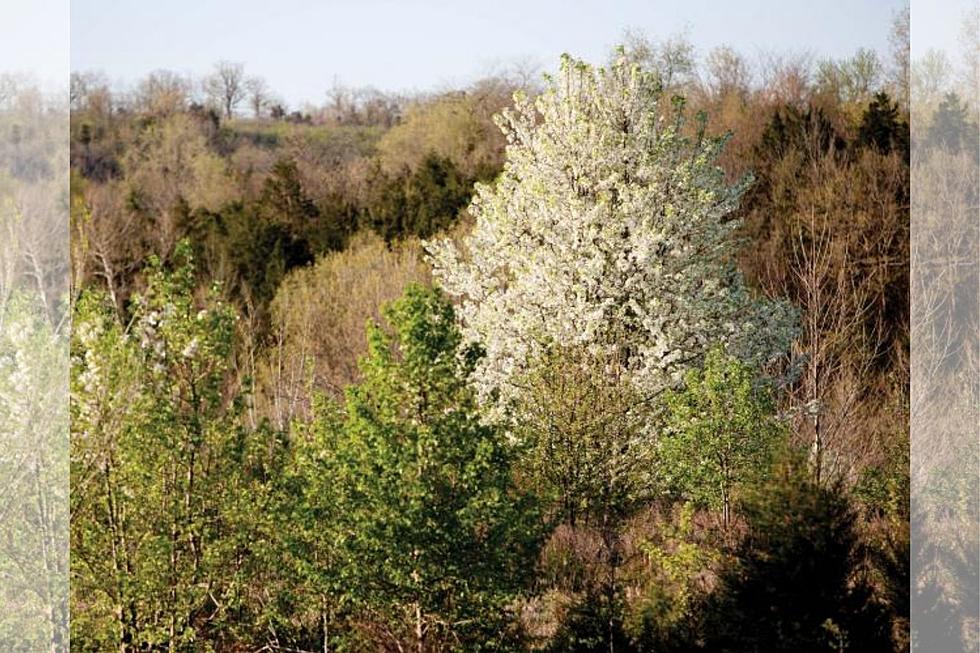 There's an Invasive Tree in Maine That Smells Like Rotting Fish