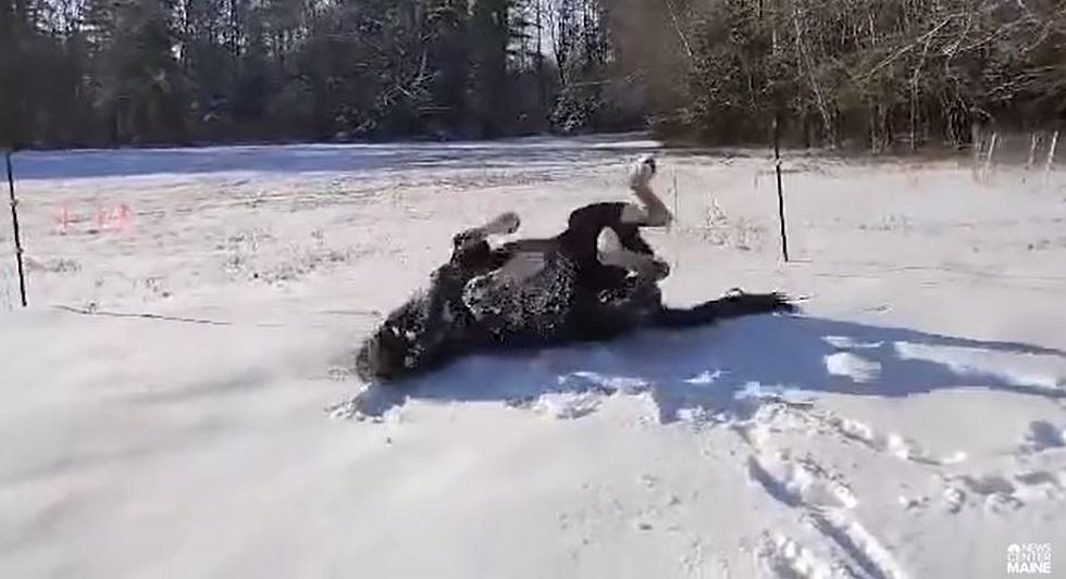 Watch Horse in Falmouth Maine Roll Around in the Snow Like A Dog!