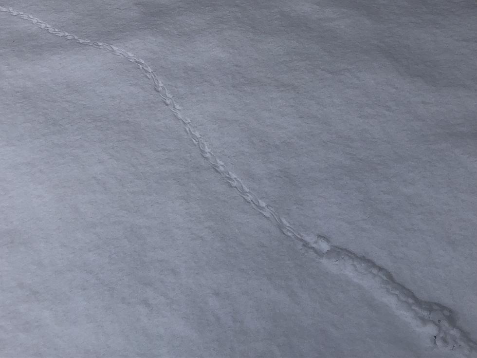 Do You Know What Made These Tracks in My Backyard in Falmouth Maine?